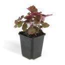 Bodendecker - Purpurglöckchen - Heuchera mic. Palace Purple - 9cm Topf - Set mit 12 Pflanzen