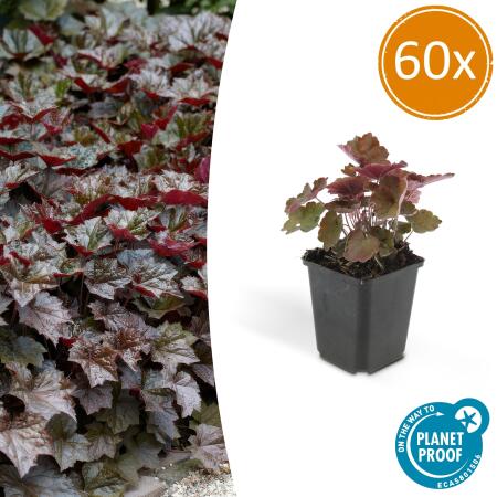 Bodendecker - Purpurglöckchen - Heuchera mic. Palace Purple - 9cm Topf - Set mit 60 Pflanzen