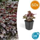 Bodendecker - Purpurglöckchen - Heuchera mic. Palace Purple - 9cm Topf - Set mit 60 Pflanzen