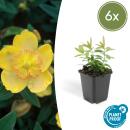 Bodendecker - Kelchiges Johanniskraut - Hypericum calycinum - 9cm Topf - Set mit 6 Pflanzen