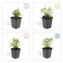 Bodendecker - Kelchiges Johanniskraut - Hypericum calycinum - 9cm Topf - Set mit 6 Pflanzen