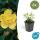 Bodendecker - Kelchiges Johanniskraut - Hypericum calycinum - 9cm Topf - Set mit 6 Pflanzen