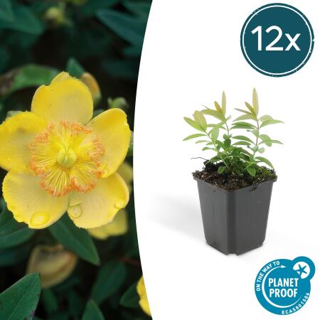 Bodendecker - Kelchiges Johanniskraut - Hypericum calycinum - 9cm Topf - Set mit 12 Pflanzen