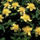 Bodendecker - Kelchiges Johanniskraut - Hypericum calycinum - 9cm Topf - Set mit 12 Pflanzen