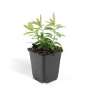 Bodendecker - Kelchiges Johanniskraut - Hypericum calycinum - 9cm Topf - Set mit 12 Pflanzen