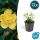 Bodendecker - Kelchiges Johanniskraut - Hypericum calycinum - 9cm Topf - Set mit 12 Pflanzen