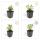 Bodendecker - Kelchiges Johanniskraut - Hypericum calycinum - 9cm Topf - Set mit 12 Pflanzen
