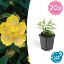 Bodendecker - Kelchiges Johanniskraut - Hypericum calycinum - 9cm Topf - Set mit 20 Pflanzen