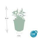 Bodendecker - Kelchiges Johanniskraut - Hypericum calycinum - 9cm Topf - Set mit 40 Pflanzen