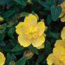 Bodendecker - Kelchiges Johanniskraut - Hypericum calycinum - 9cm Topf - Set mit 40 Pflanzen