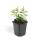 Bodendecker - Kelchiges Johanniskraut - Hypericum calycinum - 9cm Topf - Set mit 40 Pflanzen