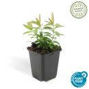 Bodendecker - Kelchiges Johanniskraut - Hypericum calycinum - 9cm Topf - Set mit 60 Pflanzen