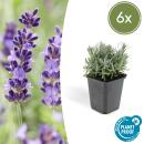 Lavender plant - Lavandula angustifolia Hidcote - True...