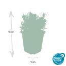 Lavendel-Pflanze - Lavandula angustifolia Hidcote - Echter Lavendel - 9cm Topf - Set mit 6 Pflanzen