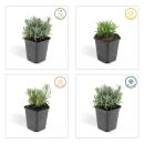 Lavendel-Pflanze - Lavandula angustifolia Hidcote - Echter Lavendel - 9cm Topf - Set mit 6 Pflanzen