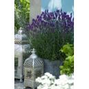 Lavendel-Pflanze - Lavandula angustifolia Hidcote - Echter Lavendel - 9cm Topf - Set mit 6 Pflanzen