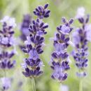 Lavendel-Pflanze - Lavandula angustifolia Hidcote - Echter Lavendel - 9cm Topf - Set mit 6 Pflanzen