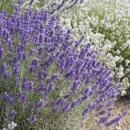 Lavendel-Pflanze - Lavandula angustifolia Hidcote - Echter Lavendel - 9cm Topf - Set mit 6 Pflanzen