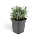 Lavendel-Pflanze - Lavandula angustifolia Hidcote - Echter Lavendel - 9cm Topf - Set mit 6 Pflanzen