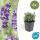 Lavendel-Pflanze - Lavandula angustifolia Hidcote - Echter Lavendel - 9cm Topf - Set mit 6 Pflanzen
