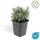 Lavendel-Pflanze - Lavandula angustifolia Hidcote - Echter Lavendel - 9cm Topf - Set mit 6 Pflanzen