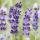 Lavendel-Pflanze - Lavandula angustifolia Hidcote - Echter Lavendel - 9cm Topf - Set mit 6 Pflanzen