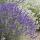 Lavendel-Pflanze - Lavandula angustifolia Hidcote - Echter Lavendel - 9cm Topf - Set mit 6 Pflanzen