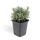 Lavendel-Pflanze - Lavandula angustifolia Hidcote - Echter Lavendel - 9cm Topf - Set mit 6 Pflanzen