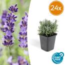 Lavendel-Pflanze - Lavandula angustifolia Hidcote - Echter Lavendel - 9cm Topf - Set mit 24 Pflanzen