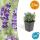 Lavendel-Pflanze - Lavandula angustifolia Hidcote - Echter Lavendel - 9cm Topf - Set mit 24 Pflanzen