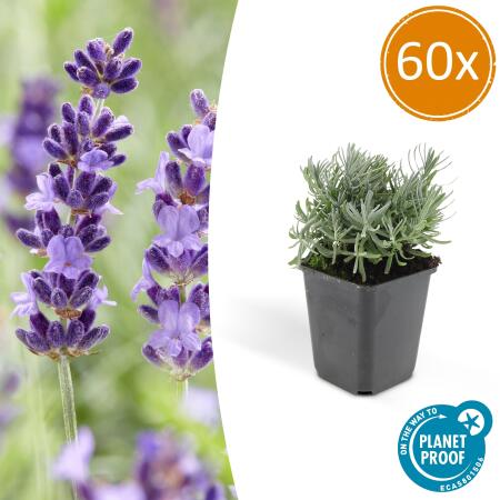Lavendel-Pflanze - Lavandula angustifolia Hidcote - Echter Lavendel - 9cm Topf - Set mit 60 Pflanzen