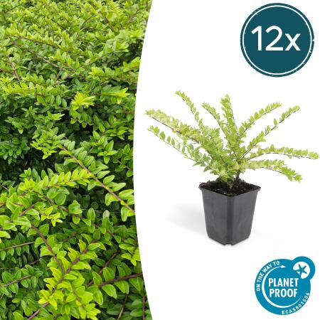 Bodendecker - Heckenmyrthe - Lonicera nitida Maigrün - 9cm Topf - Set mit 12 Pflanzen