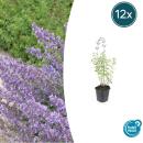 Katzenminze - Nepeta faassenii Walkers Low -...