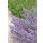 Katzenminze - Nepeta faassenii Walkers Low - pflegeleichte Staude - 9cm Topf - Set mit 40 Pflanzen