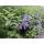Katzenminze - Nepeta faassenii Walkers Low - pflegeleichte Staude - 9cm Topf - Set mit 40 Pflanzen