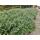 Katzenminze - Nepeta faassenii Walkers Low - pflegeleichte Staude - 9cm Topf - Set mit 40 Pflanzen