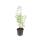 Katzenminze - Nepeta faassenii Walkers Low - pflegeleichte Staude - 9cm Topf - Set mit 40 Pflanzen
