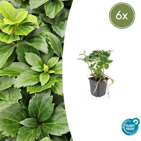 Bodendecker - Schattengrün - Dickmännchen - Pachysandra terminalis - 9cm Topf - Set mit 6 Pflanzen