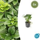 Bodendecker - Schattengrün - Dickmännchen - Pachysandra terminalis - 9cm Topf - Set mit 6 Pflanzen
