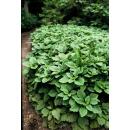 Bodendecker - Schattengrün - Dickmännchen - Pachysandra terminalis - 9cm Topf - Set mit 6 Pflanzen