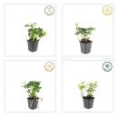 Bodendecker - Schattengrün - Dickmännchen - Pachysandra terminalis - 9cm Topf - Set mit 6 Pflanzen