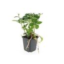 Bodendecker - Schattengrün - Dickmännchen - Pachysandra terminalis - 9cm Topf - Set mit 6 Pflanzen