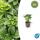 Bodendecker - Schattengrün - Dickmännchen - Pachysandra terminalis - 9cm Topf - Set mit 6 Pflanzen