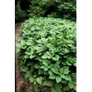 Bodendecker - Schattengrün - Dickmännchen - Pachysandra terminalis - 9cm Topf - Set mit 12 Pflanzen