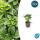 Bodendecker - Schattengrün - Dickmännchen - Pachysandra terminalis - 9cm Topf - Set mit 12 Pflanzen
