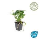 Bodendecker - Schattengrün - Dickmännchen - Pachysandra terminalis - 9cm Topf - Set mit 40 Pflanzen