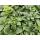 Bodendecker - Schattengrün - Dickmännchen - Pachysandra terminalis - 9cm Topf - Set mit 40 Pflanzen