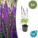 Ziersalbei - Steppensalbei - Salvia nemorosa Ostfriesland...