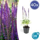 Ornamental sage - Steppe sage - Salvia nemorosa Ostfriesland - 9cm pot - Set of 40 plants