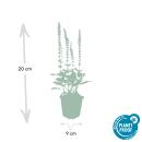 Ornamental sage - Steppe sage - Salvia nemorosa Ostfriesland - 9cm pot - Set of 40 plants